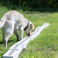 嗅覚を使う探知犬に…