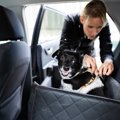 犬を車に乗せる際の便利グッズ！おすすめのドライブボックスも紹介