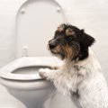 外出から帰ると犬の…