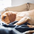 犬が『体のどこかに…