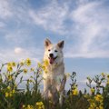 亡くなった愛犬は、…
