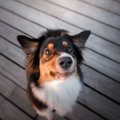 『お利口すぎる犬』…