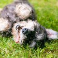 犬が『体をくねくね…