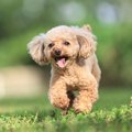 犬にとって『理解し…