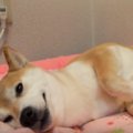 寝相があざとすぎる…