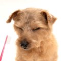 犬が嫌がる『歯磨き…