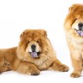 チャウチャウの性格…