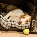 犬に負担となる『NG…