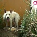 唸る＆咬むで殺処分…