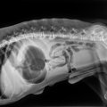 犬の腸閉塞の症状は…
