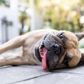 犬の『疲労困憊サイ…