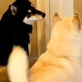 赤ちゃんを初めて家…