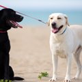 『大型犬あるある』1…