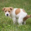 犬はウンチをする時…