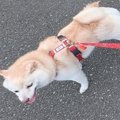 2匹の犬を散歩に連れ…