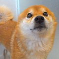 お風呂が苦手な犬に…