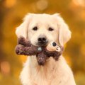 犬が『ぬいぐるみ』…