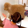 『売れ残りの大型犬…