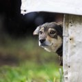 犬の外飼いが良くな…