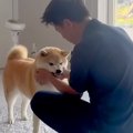 温厚な犬に『お仕事…