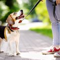 犬の散歩バイトの始…