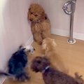 他の犬に馴染めず、…