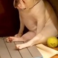 テーブルに乗って叱…