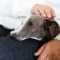 犬が『あご乗せ』し…