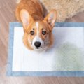 犬がトイレを失敗す…