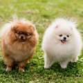 犬を幸せにするため…