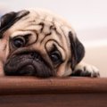 犬が『しょんぼり』…