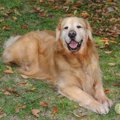 犬に「伏せ」をしつ…