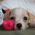 犬のおもちゃのお片…