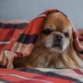 犬にとっての『悪い…