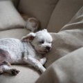 犬が死ぬ前に『飼い…