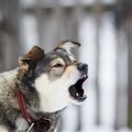 犬が異常に吠えてい…