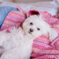 洋服を着せるべき犬…