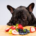 愛犬の食物繊維が不…