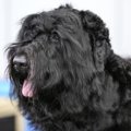 毛がフサフサな犬種…