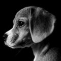 犬の誤飲は危険！過…