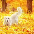 犬と秋を満喫する遊…