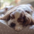 シニア犬にオススメ…