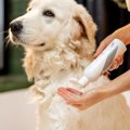 犬用シャンプーの正…
