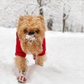 冬に犬に靴を履かせ…