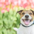 犬が人を大好きにな…