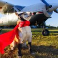 力が強い犬種９選