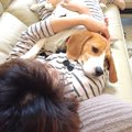 犬が『寝坊助ママ』…