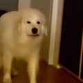 リビングにやってき…