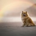  愛犬の死を乗り越え…