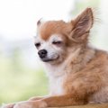 犬の「老眼」症状３…